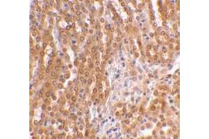 Immunohistochemical staining of mouse kidney using AP30889PU-N at 2 μg/ml. (TICAM2 Antikörper  (C-Term))
