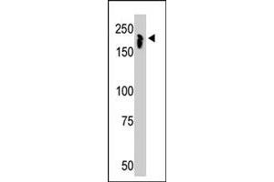 The NCOR1 polyclonal antibody  is used in Western blot to detect NCOR1 in mouse thymus tissue lysate. (NCOR1 Antikörper  (N-Term))