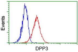 Image no. 2 for anti-Dipeptidyl-Peptidase 3 (DPP3) antibody (ABIN1497828) (DPP3 Antikörper)