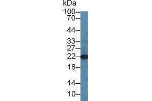 CBFB Antikörper  (AA 1-187)