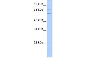 Carboxypeptidase N2 antibody used at 0. (CPN2 Antikörper  (N-Term))