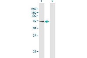Western Blot analysis of DNAI2 expression in transfected 293T cell line by DNAI2 MaxPab polyclonal antibody. (DNAI2 Antikörper  (AA 1-593))