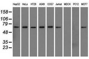Image no. 2 for anti-Sorting Nexin 9 (SNX9) antibody (ABIN1501046) (SNX9 Antikörper)