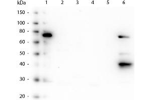 Western Blot of Mouse anti-Human IgM Fc5µ antibody.