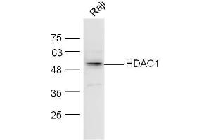 Raji lysates probed with HDAC1/HD1 Polyclonal Antibody, unconjugated  at 1:300 overnight at 4°C followed by a conjugated secondary antibody at 1:10000 for 60 minutes at 37°C. (HDAC1 Antikörper  (AA 381-482))