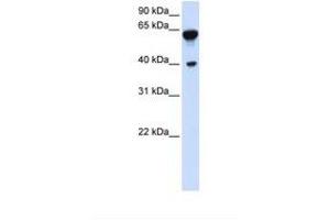 Image no. 1 for anti-Dystrobrevin, beta (DTNB) (AA 434-483) antibody (ABIN6738239) (Dystrobrevin beta Antikörper  (AA 434-483))