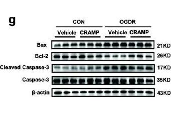 BAX Antikörper  (AA 1-100)
