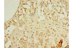 Immunohistochemistry of paraffin-embedded human adrenal gland tissue using ABIN7167447 at dilution of 1:100 (Receptor Accessory Protein 4 Antikörper  (AA 78-257))