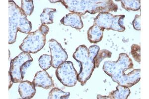 Formalin-fixed, paraffin-embedded human placenta stained with PLAP Rabbit Recombinant Monoclonal Antibody (ALPP/2899R).