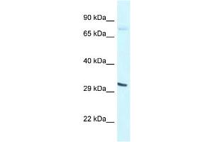WB Suggested Anti-Bhlhe41 Antibody   Titration: 1.