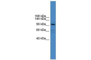XYLT1 antibody used at 0. (XYLT1 Antikörper  (Middle Region))
