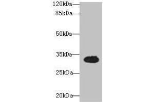 Western blot All lanes: OSER1 antibody at 3 μg/mL + Mouse liver tissue Secondary Goat polyclonal to rabbit IgG at 1/10000 dilution Predicted band size: 32 kDa Observed band size: 32 kDa (OSER1 Antikörper  (AA 1-292))