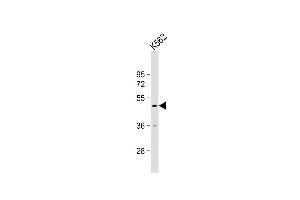 Anti-RN Antibody (Center) at 1:1000 dilution + K562 whole cell lysate Lysates/proteins at 20 μg per lane. (RNF133 Antikörper  (AA 245-271))