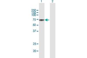 Western Blot analysis of METAP2 expression in transfected 293T cell line by METAP2 MaxPab polyclonal antibody.