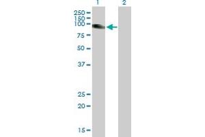 Western Blot analysis of SLC26A2 expression in transfected 293T cell line by SLC26A2 MaxPab polyclonal antibody. (SLC26A2 Antikörper  (AA 1-739))