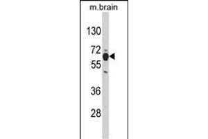 Western blot analysis of PHGDH Antibody (N-term) (ABIN389483 and ABIN2839543) in mouse brain tissue lysates (35 μg/lane). (PHGDH Antikörper  (N-Term))