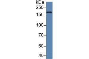 Western blot analysis of Cow Milk, using Human XDH Antibody (5 µg/ml) and HRP-conjugated Goat Anti-Rabbit antibody ( (XDH Antikörper  (AA 1-300))