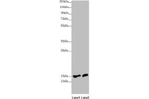 Western blot All lanes: NDUFA12 antibody at 3. (NDUFA12 Antikörper  (AA 1-145))