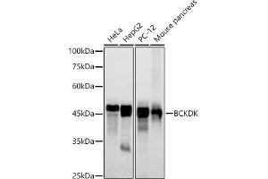 Western blot analysis of extracts of various cell lines, using BCKDK antibody (ABIN7265920) at 1:500 dilution. (BCKDK Antikörper)