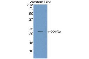 Western Blotting (WB) image for anti-Paraoxonase 1 (PON1) (AA 2-186) antibody (ABIN1861008) (PON1 Antikörper  (AA 2-186))