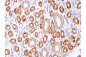 Formalin-fixed, paraffin-embedded human Kidney stained with Occludin Mouse Monoclonal Antibody (OCLN/2183). (Occludin Antikörper  (AA 282-415))