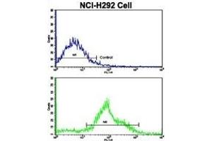 Flow cytometric analysis of NCI- cells using FTO Antibody (N-term)(bottom histogram) compared to a negative control cell (top histogram). (FTO Antikörper  (N-Term))