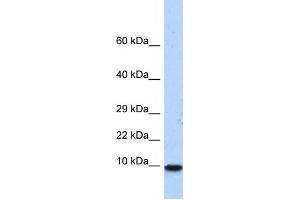 Western Blotting (WB) image for anti-Pterin-4 alpha-Carbinolamine Dehydratase/dimerization Cofactor of Hepatocyte Nuclear Factor 1 alpha (PCBD1) antibody (ABIN2458288)