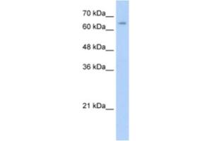 Western Blotting (WB) image for anti-Nuclear Receptor Subfamily 2, Group C, Member 1 (NR2C1) antibody (ABIN2461692) (NR2C1 Antikörper)