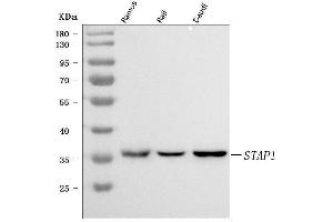 Western blot analysis of STAP-1/STAP1 using anti-STAP-1/STAP1 antibody (ABIN7600485).