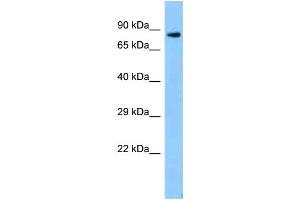 WB Suggested Anti-Zfp109 Antibody   Titration: 1.