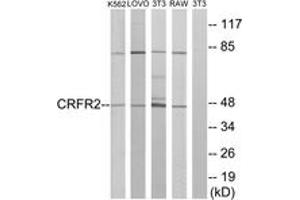 Western blot analysis of extracts from K562/LOVO/NIH-3T3/RAW264. (CRHR2 Antikörper  (AA 71-120))