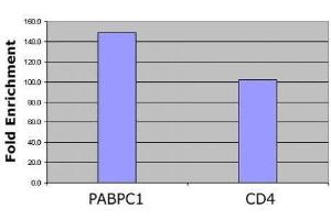 Histone H4 pan-acetyl antibody (pAb) tested by ChIP analysis.