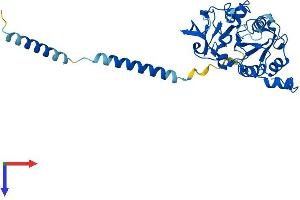 B3GAT3 Protein (AA 1-335) (His tag)