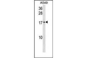 Western blot analysis of GADD45G Antibody (N-term) in A549 cell line lysates (35ug/lane). (GADD45G Antikörper  (N-Term))