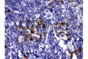 Elastase/ELANE/ELA2 was detected in paraffin-embedded sections of mouse spleen tissues using rabbit anti- Elastase/ELANE/ELA2 Antigen Affinity purified polyclonal antibody (Catalog # ) at 1 µg/mL. (ELANE Antikörper  (AA 27-265))