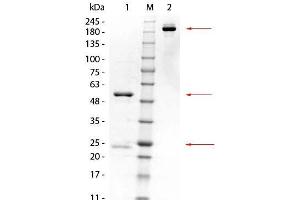 SDS-PAGE of Mouse anti-GSTK1 Monoclonal Antibody. (GSTK1 Antikörper)