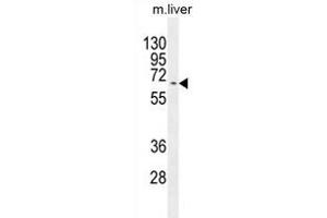 KY Antibody (N-term) (ABIN654368 and ABIN2844126) western blot analysis in mouse liver tissue lysates (35 μg/lane). (Kyphoscoliosis Peptidase Antikörper  (N-Term))