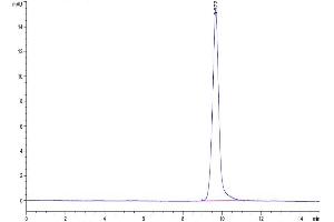 Size-exclusion chromatography-High Pressure Liquid Chromatography (SEC-HPLC) image for Interleukin 15 (IL15) protein (ABIN7274953)
