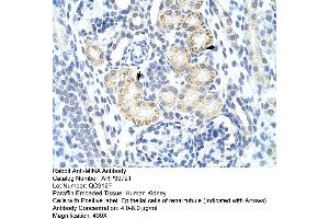 Human kidney (MINA Antikörper  (N-Term))