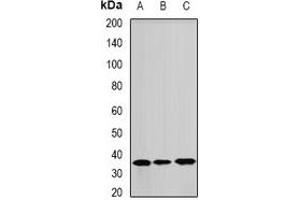 Western blot analysis of ANXA8L2 expression in A549 (A), Hela (B), mouse lung (C) whole cell lysates. (ANXA8L2 Antikörper)