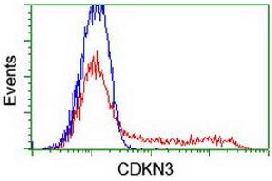 HEK293T cells transfected with either RC213080 overexpress plasmid (Red) or empty vector control plasmid (Blue) were immunostained by anti-CDKN3 antibody (ABIN2455050), and then analyzed by flow cytometry. (CDKN3 Antikörper)