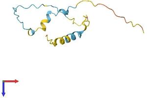 LBH Protein (AA 1-105) (His tag)