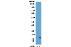 Western blot of acid extracts from HeLa cells untreated (-) or treated (+) with sodium butyrate using recombinant H3K79ac antibody at 1 ug/ml showed a band of Histone H3 acetylated at Lysine 79 in treated HeLa cells. (Rekombinanter Histone 3 Antikörper  (acLys79))