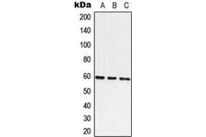Western blot analysis of ATE1 expression in A549 (A), Raw264. (ATE1 Antikörper  (C-Term))