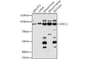 Western blot analysis of extracts of various cell lines, using XRCC1 antibody (ABIN1683300, ABIN5663662, ABIN5663663, ABIN5663664 and ABIN6213850) at 1:1000 dilution. (XRCC1 Antikörper  (AA 1-320))