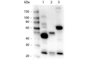 Western Blot of Goat anti-Human IgG, IgA, IgM Peroxidase Conjugated Antibody. (Ziege anti-Human IgA, IgG, IgM (Heavy & Light Chain) Antikörper (HRP))