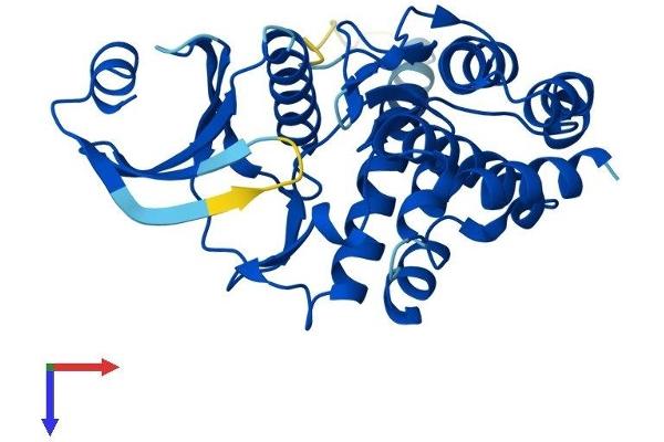 FN3KRP Protein (AA 1-309) (His tag)