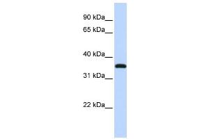 Western Blotting (WB) image for anti-Vestigial Like 3 (VGLL3) antibody (ABIN2459881) (VGLL3 Antikörper)