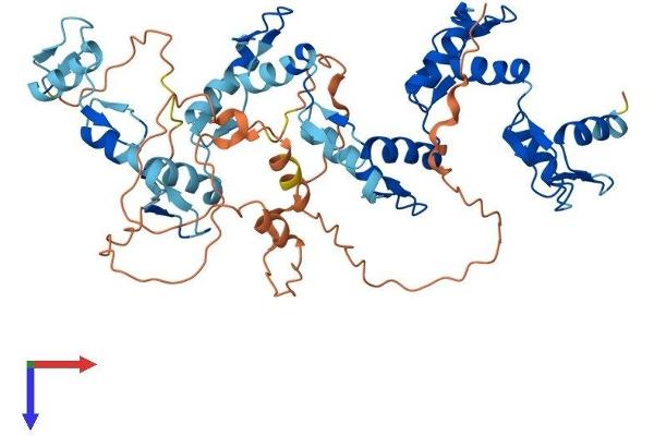 ZNF79 Protein (AA 1-498) (His tag)