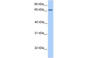 Western Blotting (WB) image for anti-ATG16 Autophagy Related 16-Like 1 (ATG16L1) antibody (ABIN2463625) (ATG16L1 Antikörper)